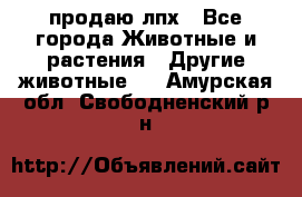 продаю лпх - Все города Животные и растения » Другие животные   . Амурская обл.,Свободненский р-н